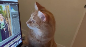 Orange Cat Oversees Photo Editing Process