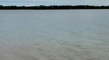 Sharks and Crocodiles Share the Shallows