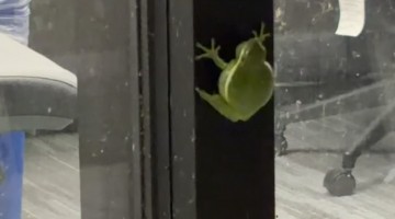 Tree Frog Beeps On Office Window