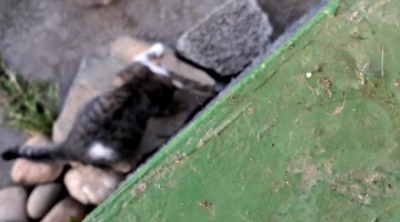 Smart Cat Understands His Human and Answers Back