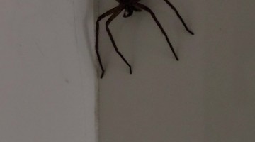 Woman And Spider Brush Hair Together