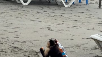 Baby-Carrying Monkey Steals Snacks at Costa Rica Beach