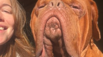 Morning Kisses and Sunshine With Massive Dogue De Bordeaux