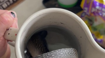 Monitor Lizard Takes a Bath