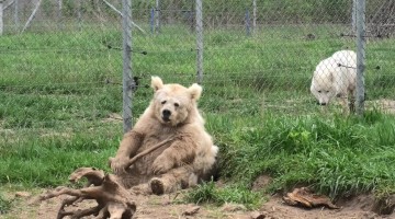 Rescued Himalayan Bear Playing With a Stick
