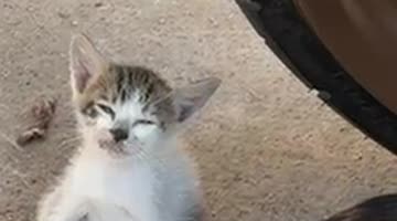 Drowsy Kitten Topples Over
