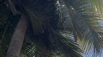 Coconut Fell and Broke My Windshield