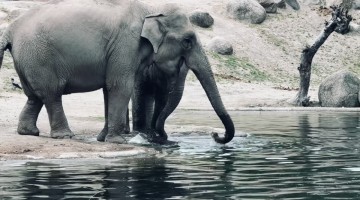 Elder Elephants Work Together to Save Baby Elephant