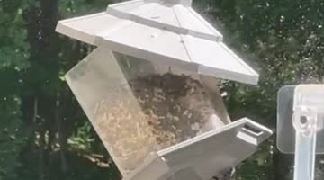 Squirrel Just Hanging Around