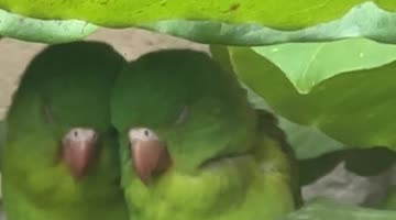 Loving Parakeets Cuddle In The Leaves