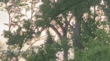 Black Bear With Triplet Cubs On Blue Ridge Highway