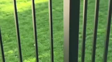 Turkey Chases Dog Through Backyard