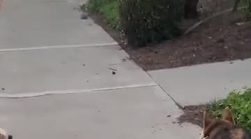 Puppy Walking Big Dog