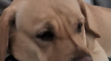 Upset Labrador Gives Owner The Silent Treatment