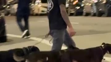 Well-Trained Dogs Spotted Crossing Denver Street In Sync