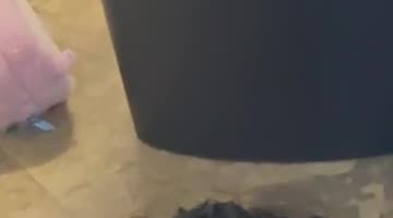 Black Cat Tolerates Girl's Love