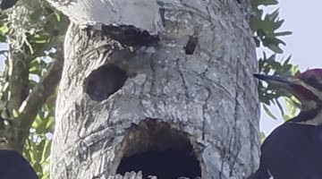 Woodpecker Parents Feeding Their Baby