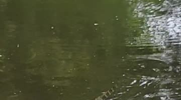 Even Alligators Like Boiled Crawfish