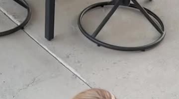Cat Comes Running Every Time Her Name Is Called
