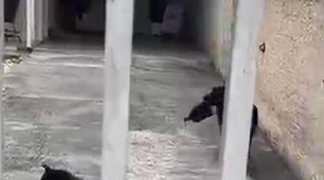 Dog Helps Delivers Package To Doorstep