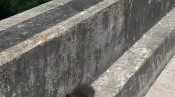 Catching a Feisty Stray Kitten