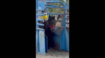Literal Dog and Pony Show