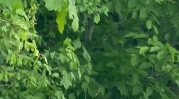 Beaver Waits Patiently at Beaver Crossing Sign