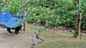 Momma Bear and Cubs Hammock Havoc