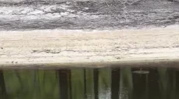 A Soft-Shell Turtle Running Like a Track Star