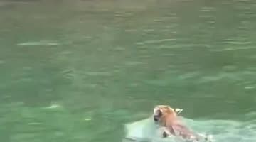 Two Dudes and a Bobcat out for a Swim