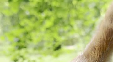 This Squirrel Must Do Pilates