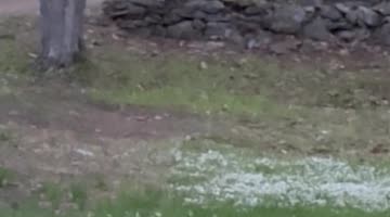 Black Bear Tears Down Feeder