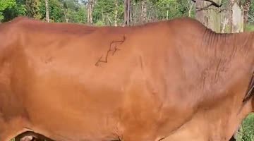 Nonchalant Cow Dismantles Fence