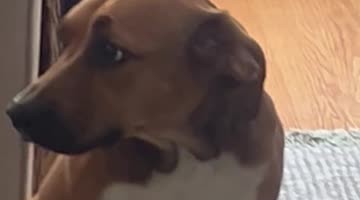 Anxious Dog Sits With Bent Knees