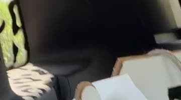 Cat Escapes Cardboard Carrier