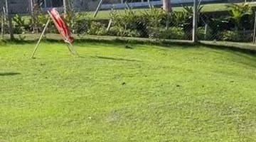 Bird Perches on Unbothered Capybara
