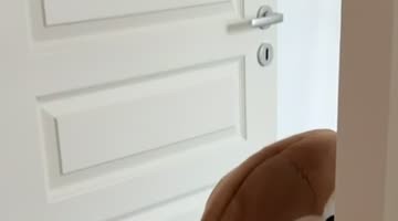 Little Monkey Hits a Wall