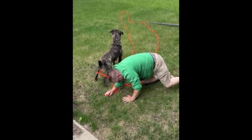 Pitbull Chases Squirrel and Yanks Owner From Front Steps