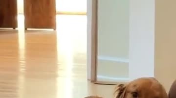 These Golden Retrievers Are a Toddler's Best Friends