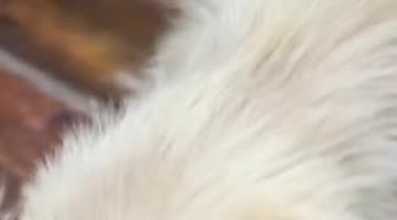 Using Reverse Psychology to Get a Dachshund to Take His Pill