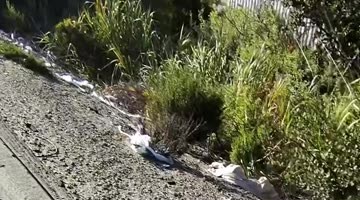 Homie Helps Out a Little Fox