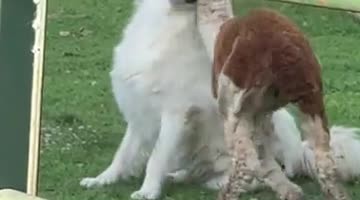 Young Alpaca is Best Friends With Guardian Dog