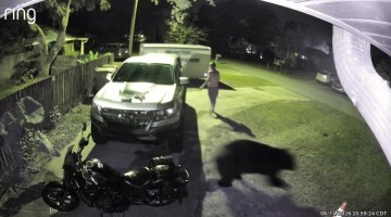 Bear Catches Man Off-Guard in His Driveway