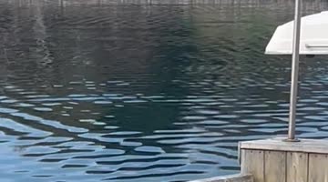 Mama Duck Teaches Ducklings to Make the Jump