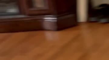 Nosy Cat Finds Out the Hard Way