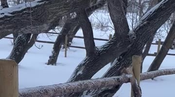 Highland Cow Gets Head Stuck in Feed Bag
