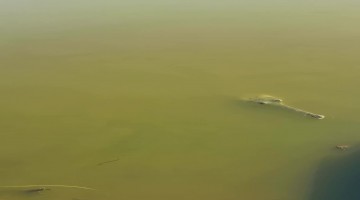 (396531602) Newly Hatched Gharials from Gandak River - XL1