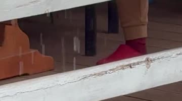 Happy Dog Drinks Falling Water in Rain