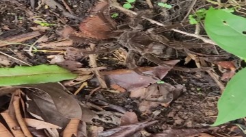 (396529608) Tarantula Mistakes Stick for Prey - XL1