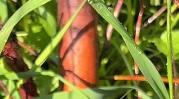 Snail on a Water Hose
